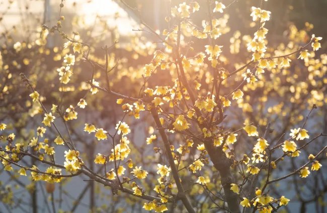 2021年立春具体时间几点到几点 2021年立春开始和结束时间