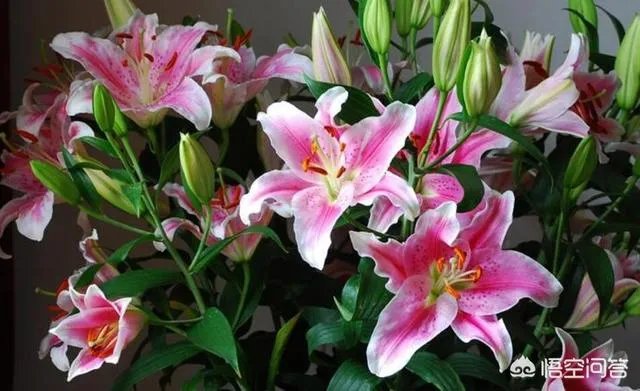 怎么种植百合花？