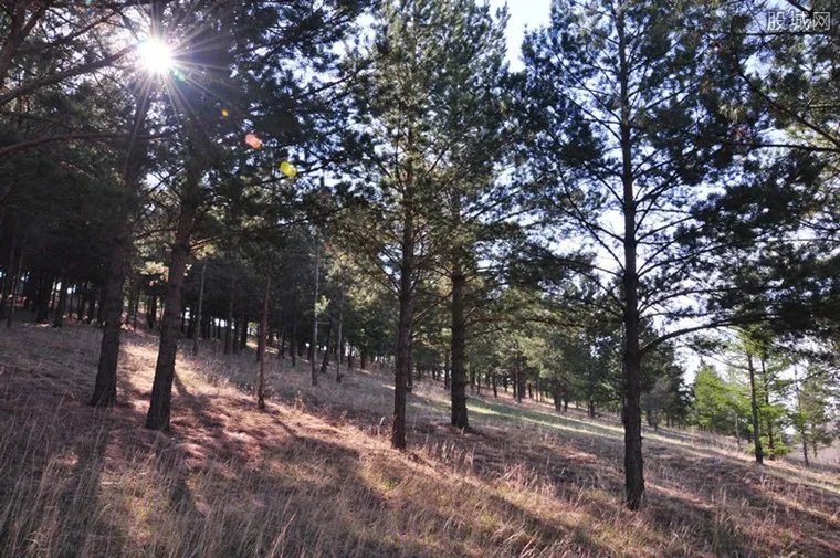 松脂多少钱一斤 2020年松脂价格最新行情