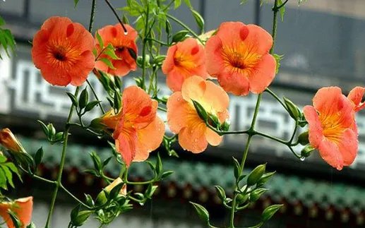 在庭院中适合种植什么树呢？