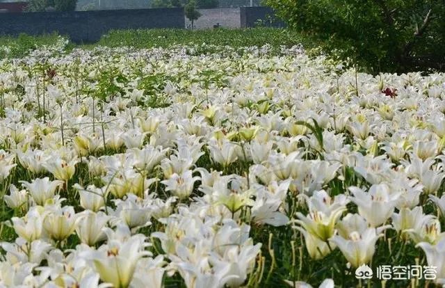 怎么种植百合花？