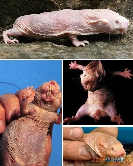 巨丑无比吓倒众人！世界上最丑陋的13种动物