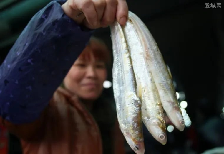 最贵的鱼是什么鱼 最贵的鱼多少钱一斤