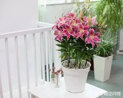 怎么种植百合花？