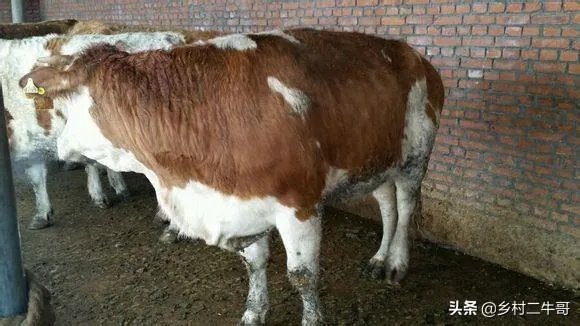 如何科学养牛？