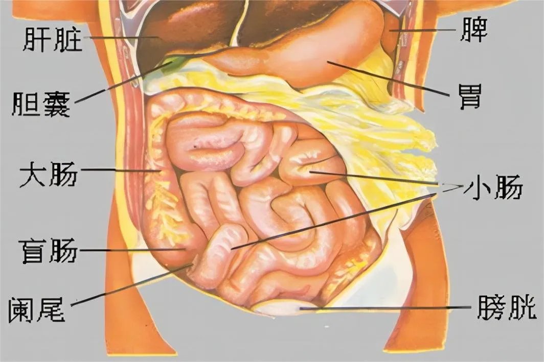 人体腹部示意图