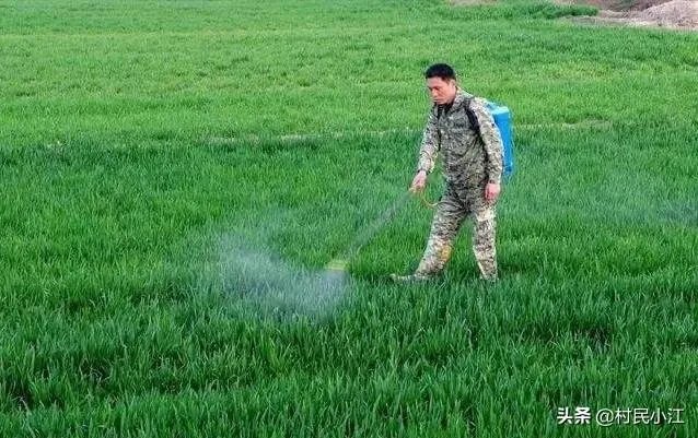小麦除草剂现在适合打吗？