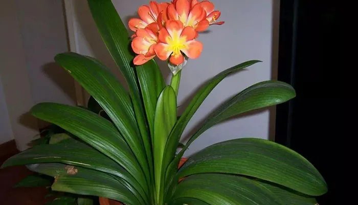 君子兰开花有什么兆头 君子兰开花的预兆