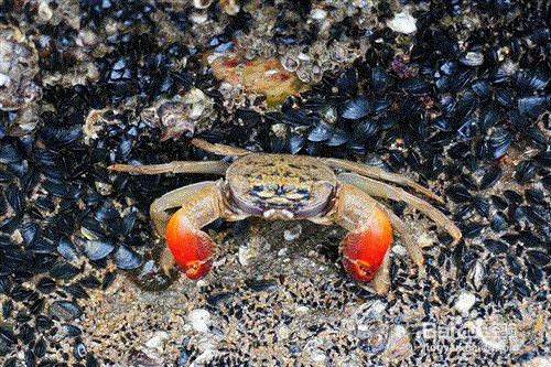 巨大拟滨蟹的鉴别方法