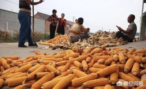 央视网评娱乐歪风