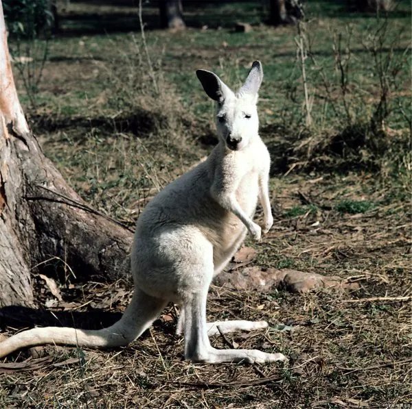 袋鼠的尾巴有什么作用？