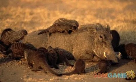 巨丑无比吓倒众人！世界上最丑陋的13种动物