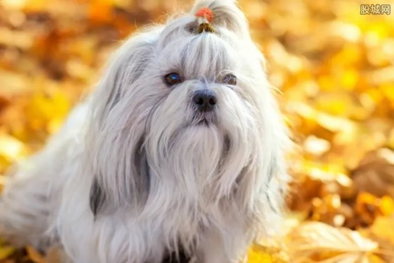 英国女王的狗是什么品种 有一种狗叫女王的狗