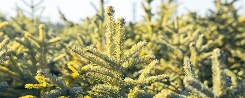 松树会开花吗 松树会开花吗在什么季节