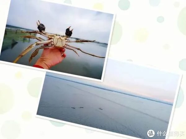 为什么阳澄湖大闸蟹有名?去阳澄湖吃大闸蟹哪家好