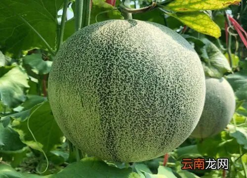 哈密瓜原产地在哪里 哈密瓜原产地是哪个国家