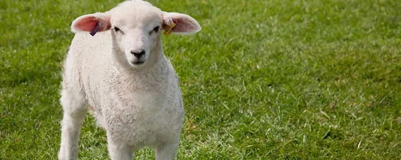 梦见死羊什么意思 梦见死羊什么征兆