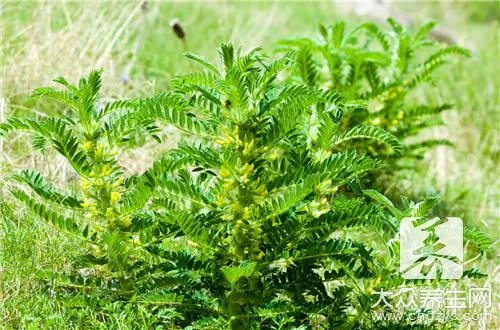 茯苓黄芪粥怎么做？