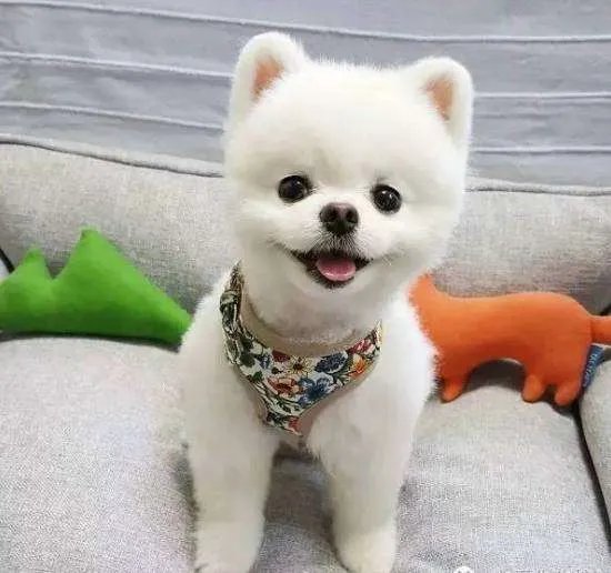 中小型狗的品种大全名字