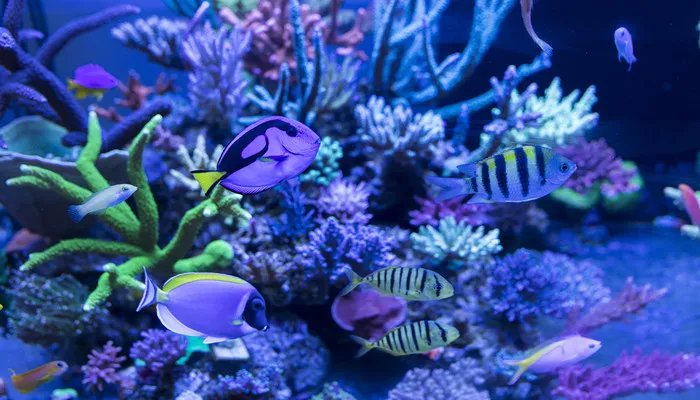 海洋污染的危害 海洋污染的危害有哪些