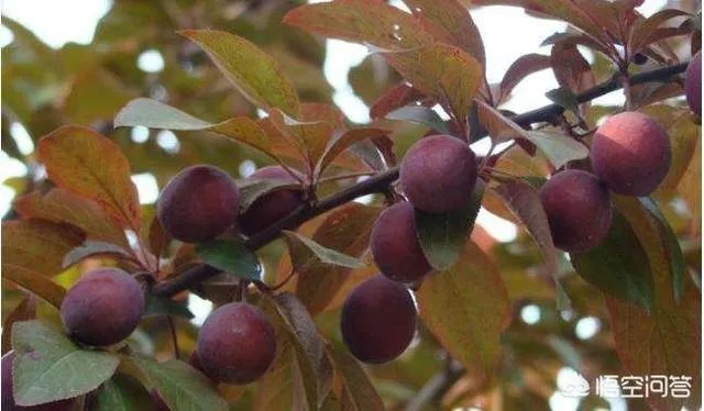 红叶李果实能吃吗？