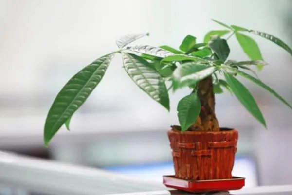 招财树的养殖方法