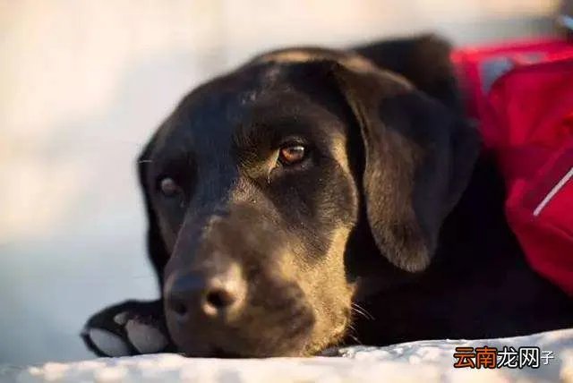 狗屎用英语怎么说