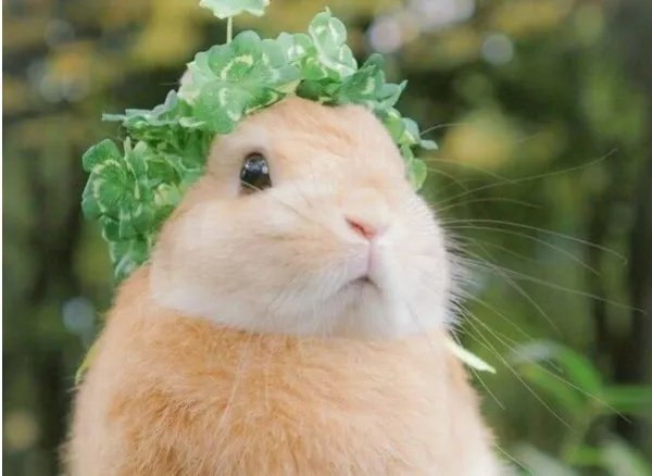 宠物店老板狠心剪掉兔耳，他还有良知吗？