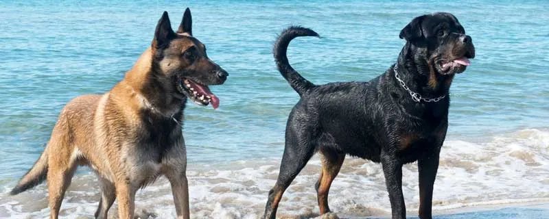 德国牧羊犬怎么训练圈羊 训练德国牧羊犬的常见方法