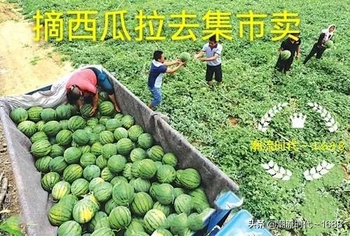 西瓜滞销的原因有哪些？农村地区公路限高会导致滞销吗？农民该如何应对？