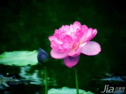 荷花象征什么 荷花象征意义有哪些