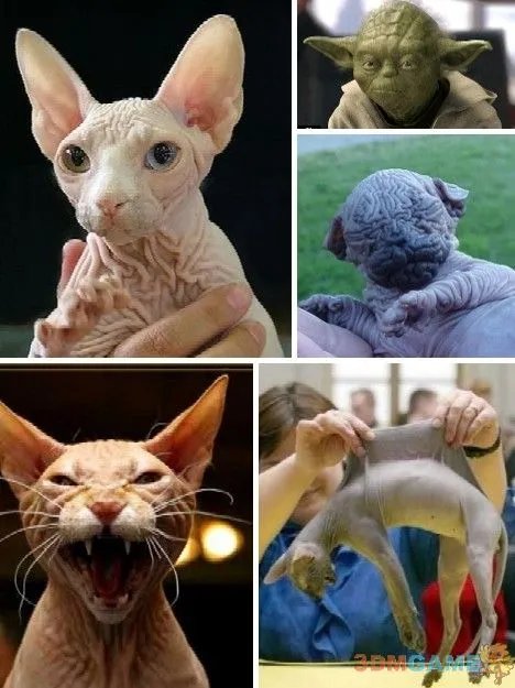 巨丑无比吓倒众人！世界上最丑陋的13种动物