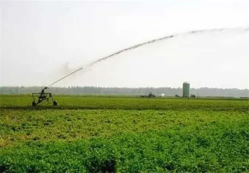 苜蓿草的种植方法有哪些  苜蓿草的五大种植方法