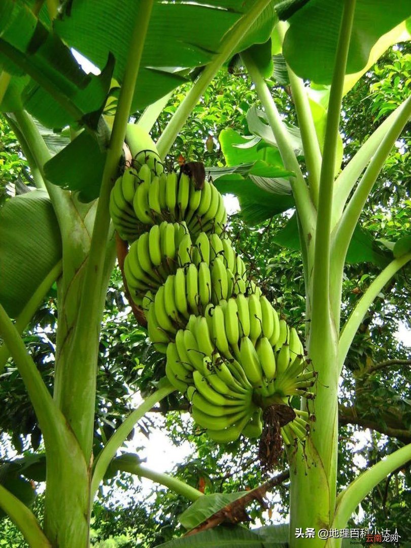 瑙鲁共和国有多少人口？最新真实现状解说( 二 )