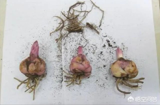 怎么种植百合花？