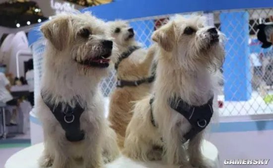 女子花25万成功克隆去世宠物狗 称实在放不下