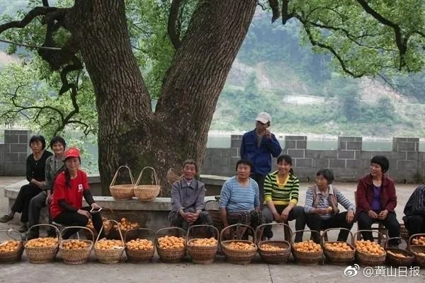 枇杷之乡在哪里？