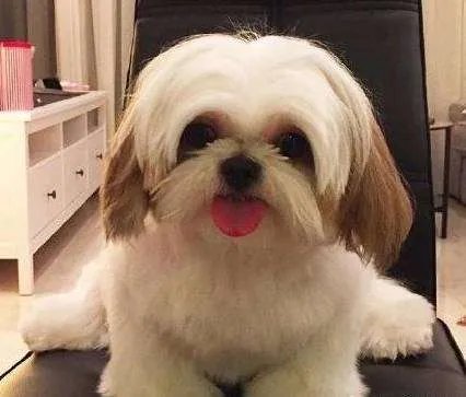 中小型狗的品种大全名字