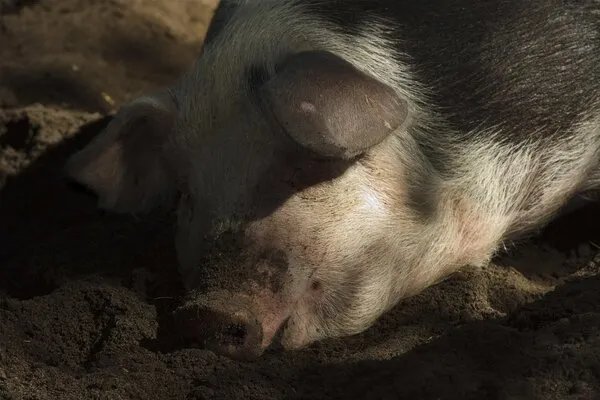 猪身上出现黑斑是什么导致的