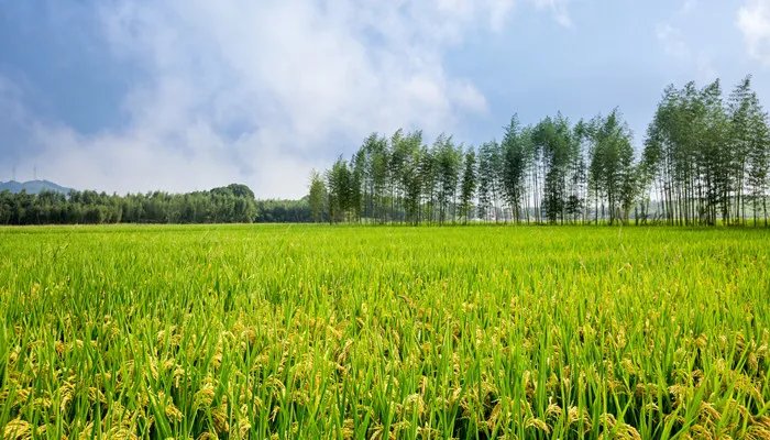 什么是井田制 井田制度是什么