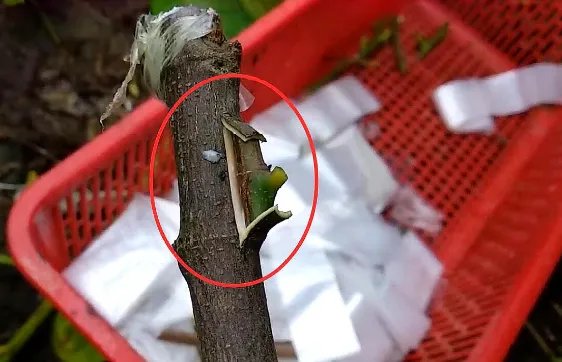 嫁接树苗的方法和技术