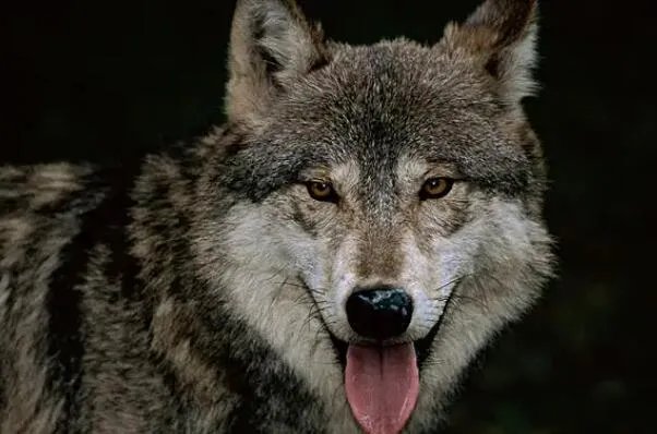 狼的战斗力十大排名，冰河时期幸存者排第一，第三有多个亚种