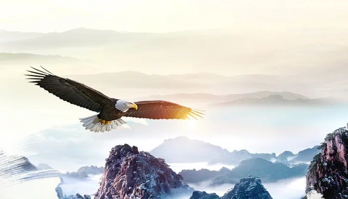 海东青指的是什么