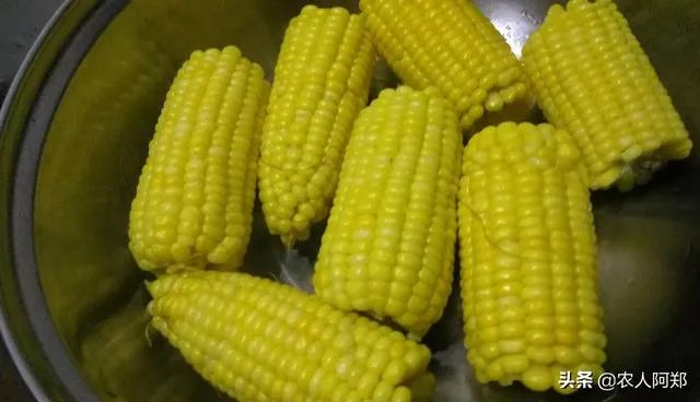 中国哪里玉米最好？