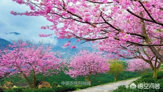 福建省漳平是哪个市？