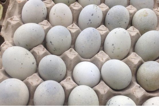 吃鹅蛋有什么好处