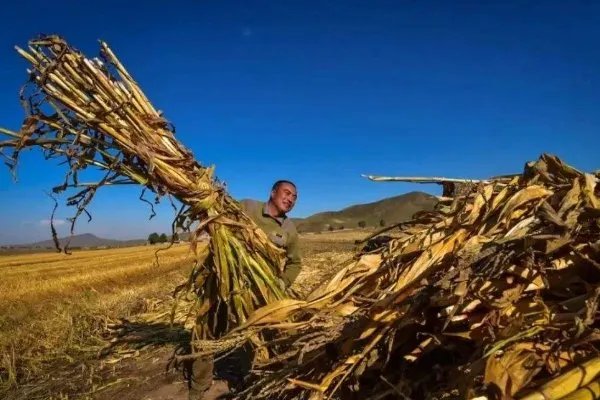 扶贫干部驻村11年从小伙成大叔，他的背后有何感人故事？