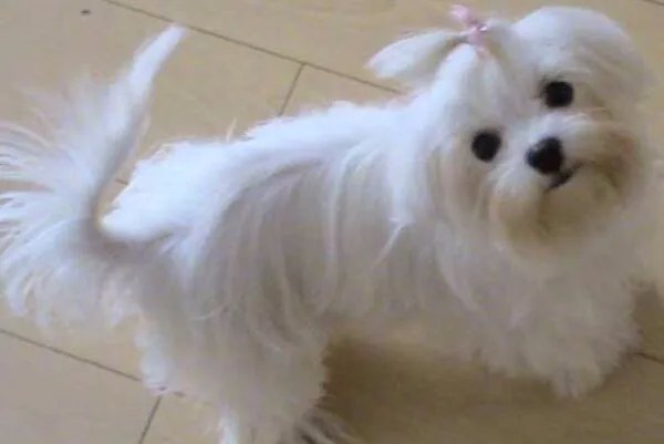 中小型狗的品种大全名字