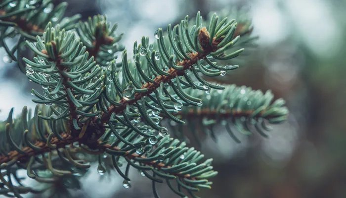 松树会开花吗 松树会开花吗在什么季节