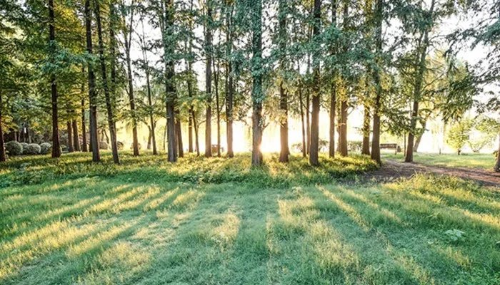 槲寄生是什么 槲寄生是什么植物